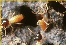 ปลวก Termite (White ants)